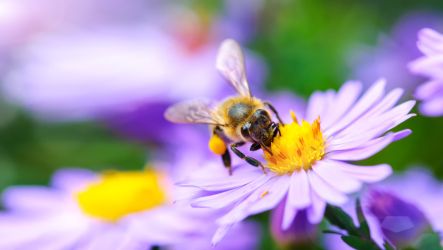 Pollination Education for Preschoolers